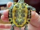 Красноухие черепахи 2 шт с аквариумом