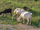 Дойные нубийские козы. Козы ла манча
