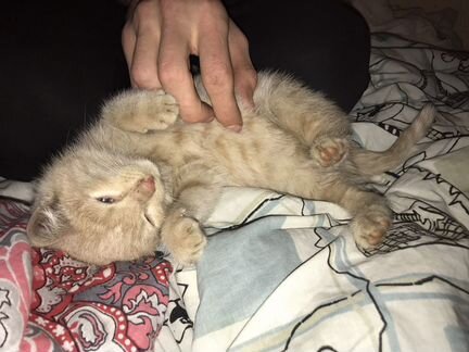Котёнок в добрые руки бесплатно