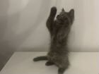 Забавный котенок 2 месяца (Девочка) объявление продам