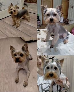 Стрижка собак машинкой