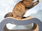 Кошка из питомника Курильский бобтейл объявление продам