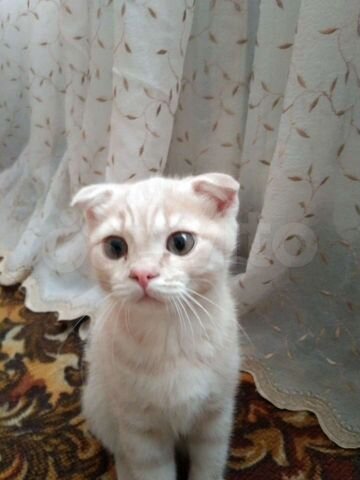 Шотландский котик