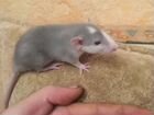 Крысы дамбо объявление продам