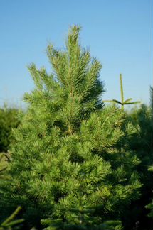 Живая Сосна 204-205см