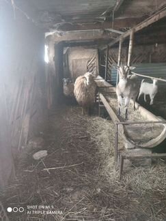 Овцы и козы - фотография № 4