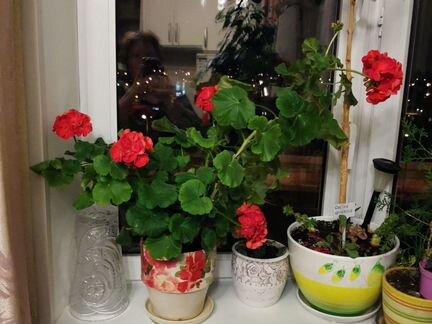 Герань махровая белая, красная