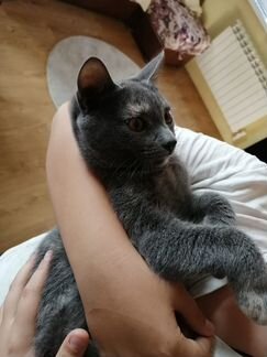 Серая кошечка