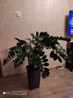 Замиокулькас 