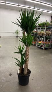 Пальма Юкка XL 4 Ствола H 175 см