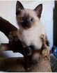 Сиамские(тайские) котята объявление продам