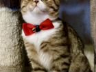 Шотландский котик от титулованных родителей объявление продам