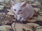 Кошечка порода Деван Рекс объявление продам