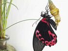 Живые бабочки, куколки тропических бабочек