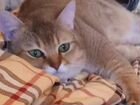 Британский кот вязка золотая шиншилла Химки