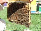 Продам пчелосемьи с ульями и зимним запасом меда