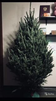 Елки и пихты живые