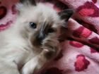 Сиамский котенок в дар объявление продам