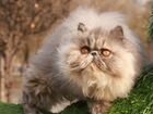 Кошки персы