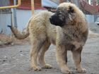 Подрощенный щенок кавказской овчарки объявление продам