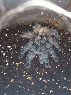 Avicularia versicolor L6
