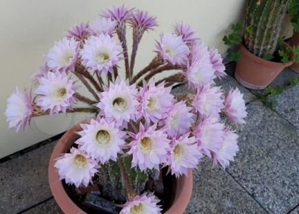 Большая детка кактуса Эхинопсис эрьец гибридн