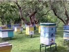 Организованные пчелосемьи