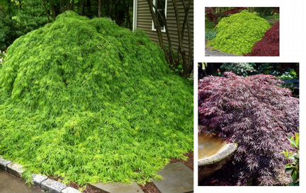 Декоративные клены бонсай