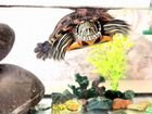 Красноухая черепашка с аквариумом