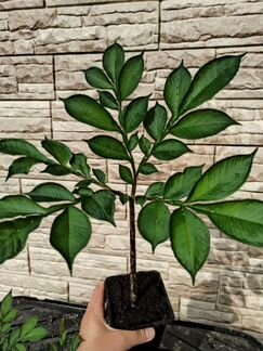 Аморфофаллус Amorphophallus Konjac по России