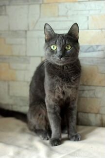 Русская голубая