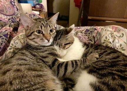 Котенок мальчик 5 месяцев ласковый