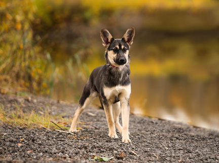Щенок девочка Мэри, 6 мес, ищет дом